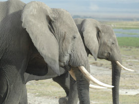 Luxury Kenya tour