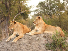 Luxury Kenya tour