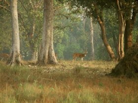 Tiger watching holiday in India