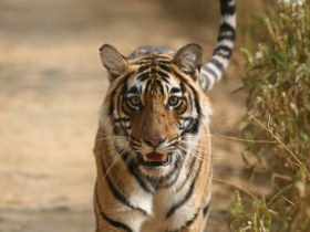 Tiger watching holiday in India