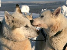 Northern lights family holiday, tailor made