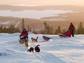 Arctic Finland dogsledding week & Northern Lights