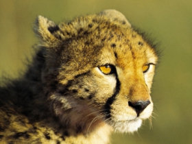 Kenya wildlife holiday