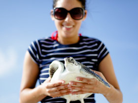 Turtle conservation project in the Maldives