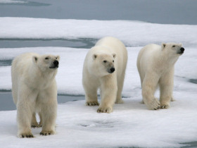 Polar bear watching tour in Canada
