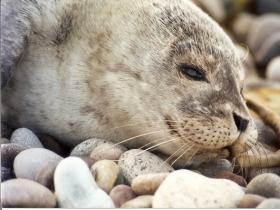 Volunteering holiday in Scotland, nature & wildlife