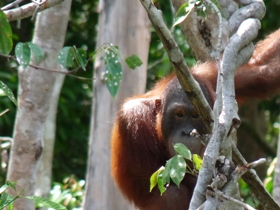 Wildlife and adventure holiday in Indonesia