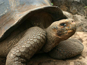 Galapagos Islands and Ecuador tour