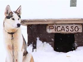 Learn how to mush huskies in Lapland