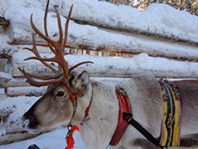 Northern lights holiday in Lapland, tailor made