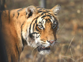 Tiger watching holiday in India