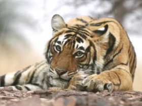 Tiger watching holiday in India
