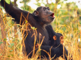 Uganda chimpanzee safari