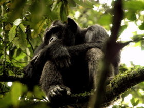 Uganda chimpanzee safari