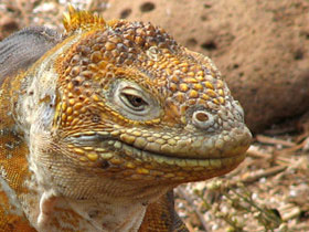 Ecuador holiday, Quito & the Galapagos