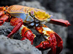 Galapagos photography holiday