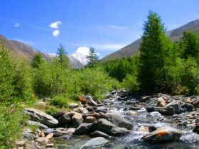 Snow leopard conservation holiday, Altai