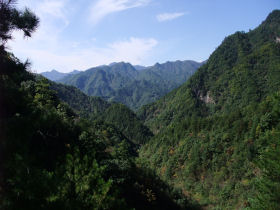 Volunteer with pandas in China