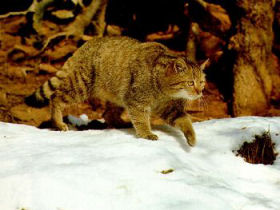 Lynx & wolf conservation volunteer holiday in Slovakia