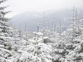 Lynx & wolf conservation volunteer holiday in Slovakia