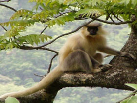 Wildlife trekking holiday in Bhutan