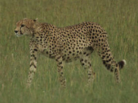 Budget camping safari in Kenya