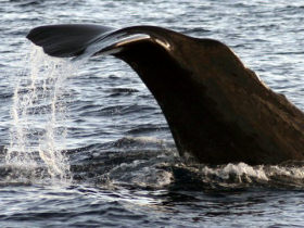 Whale & dolphin watching in the Canary Islands