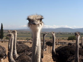 SALT Observatory and South Africa tour
