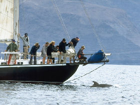Teacher training holiday, whale and dolphin research
