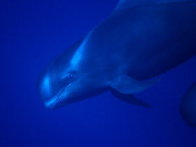 Teacher training holiday, whale and dolphin research