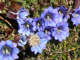 Bhutan botany holiday