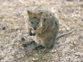 Rottnest Island sailing tours from Perth, Australia