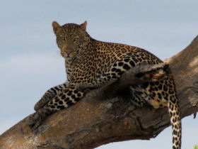 Tailor made gorilla safari in Uganda