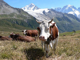 Mont Blanc holiday, Tour du Manc Blanc