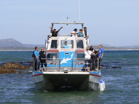 Great White shark monitoring in South Africa