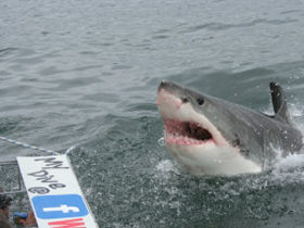 Great White shark monitoring in South Africa