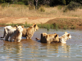 Ranger training in South Africa