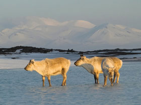 Solar eclipse holiday in the Arctic, Spitzbergen