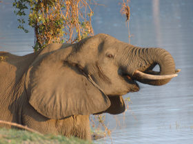 Wildlife volunteering in Malawi, with Zambia safari