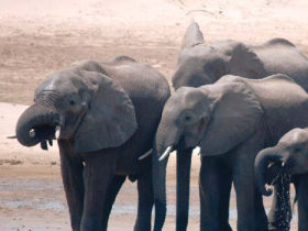 Wildlife volunteering in Malawi, with Zambia safari