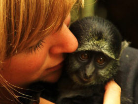 Wildlife volunteering in Malawi, with Zambia safari