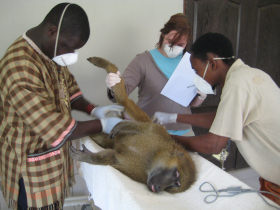 Wildlife volunteering in Malawi, with Zambia safari