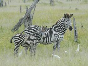Wildlife volunteering in Malawi, with Zambia safari