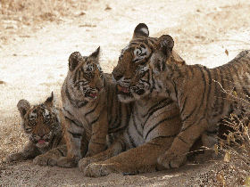 Tiger conservation holiday in India