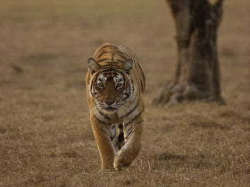Tiger conservation holiday in India