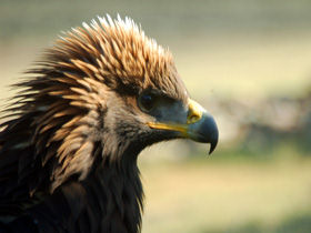 Golden Eagle Festival in Mongolia
