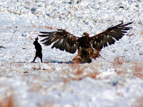 Golden Eagle Festival in Mongolia