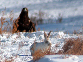 Golden Eagle Festival in Mongolia