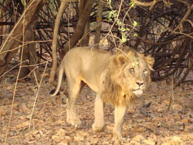 Gujarat holidays, Asiatic Lions, Blackbuck & Wild Asses