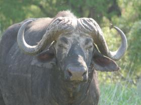 Budget safari in Kruger, South Africa